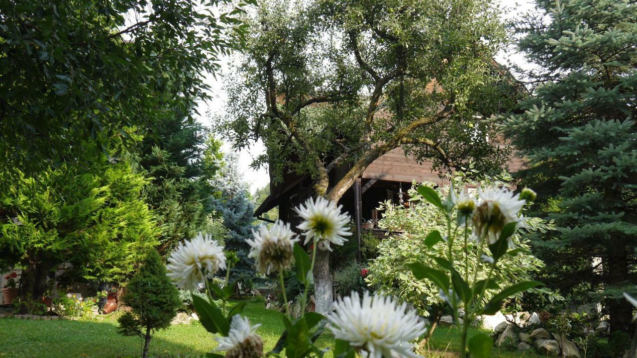 Borşa Cabana Rustic المظهر الخارجي الصورة
